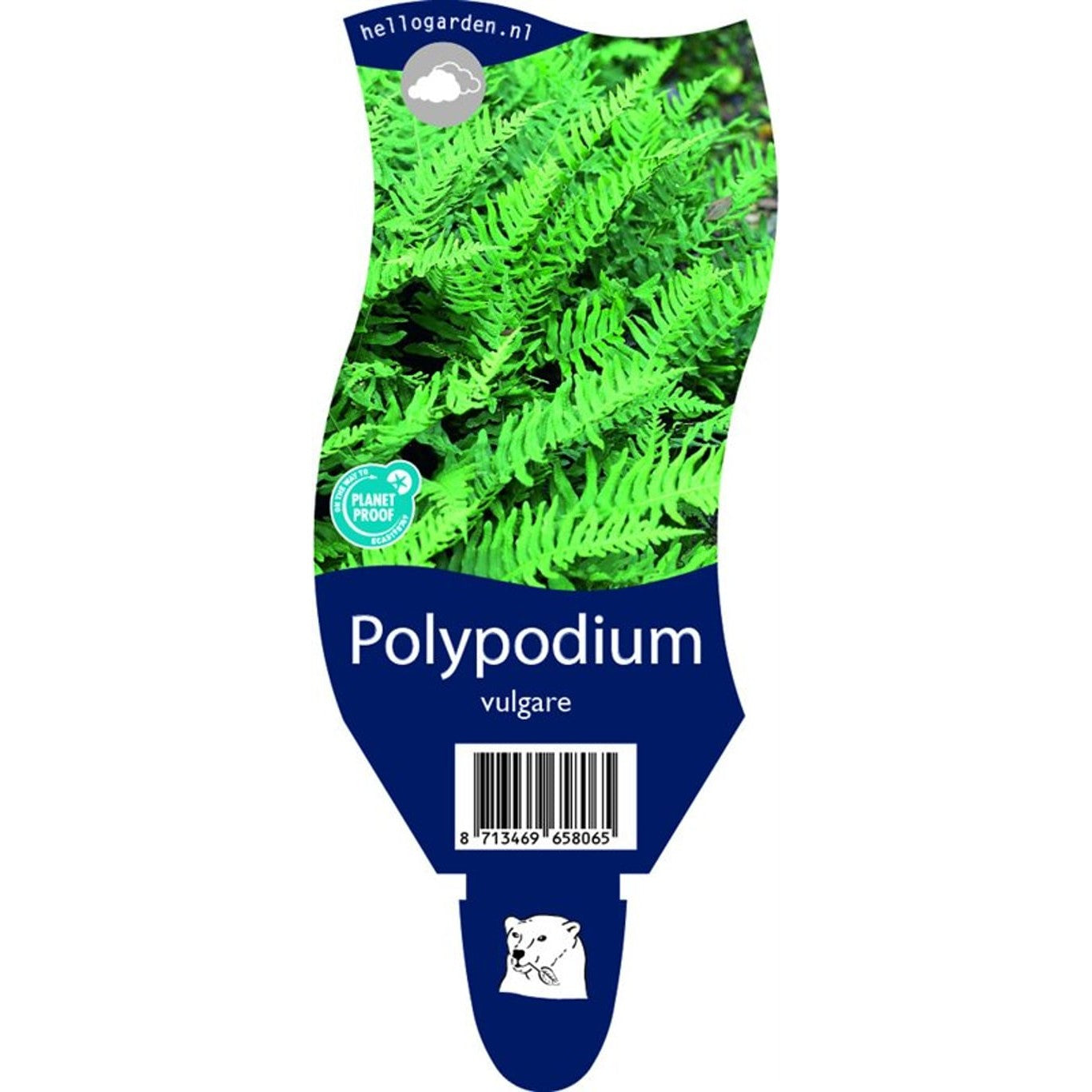 Stensöta – Polypodium vulgare - P11